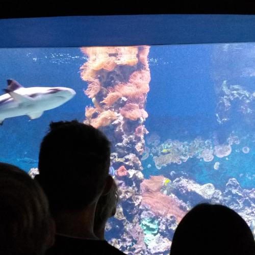 echter Hai im Aquarium im Haus der Natur